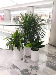 想租盆景？宁波江北这里价格实惠，速来挑选！